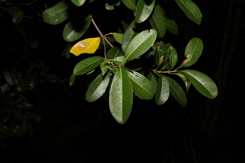 Image of Acronychia imperforata by (c) Greg Tasney, some rights reserved (CC BY-SA)