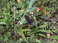 Cyaniris semiargus