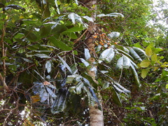 Mischocarpus grandissimus