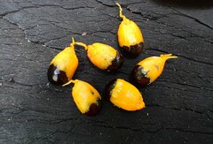 Mischocarpus grandissimus