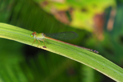 Ceriagrion auranticum