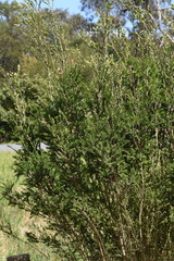 Melaleuca squarrosa