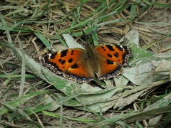 Nymphalis xanthomelas