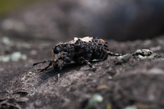 Gonotropis dorsalis