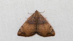 Chrysolarentia mecynata