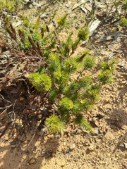 Stenanthera pinifolia