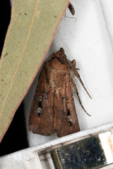 Agrotis infusa
