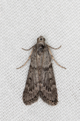 Heteromicta pachytera