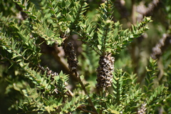 Melaleuca squarrosa