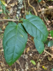 Leichhardtia racemosa