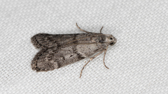 Heteromicta pachytera