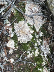 Phlebia radiata