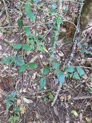Leichhardtia racemosa