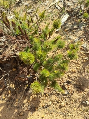 Stenanthera pinifolia