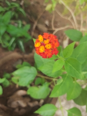 Lantana