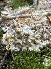 Phlebia radiata