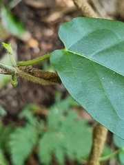 Leichhardtia racemosa