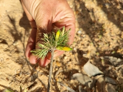 Stenanthera pinifolia