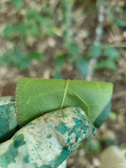 Leichhardtia racemosa
