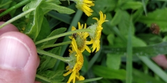 Pulicaria dysenterica