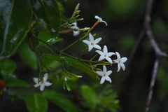 Jasminum lanceolarium