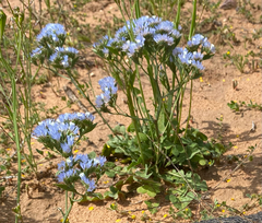 Limonium sinuatum