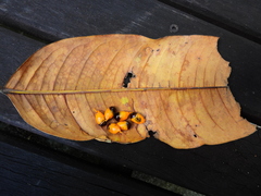 Mischocarpus grandissimus