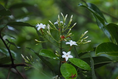 Jasminum lanceolarium
