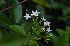 Jasminum lanceolarium