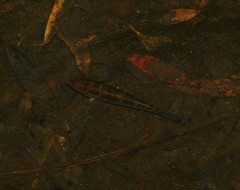 Gobiomorphus australis