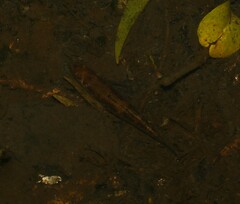 Gobiomorphus australis