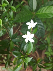 Tabernaemontana divaricata