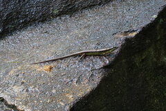 Sphenomorphus incognitus