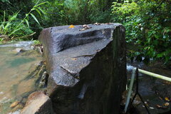 Sphenomorphus incognitus