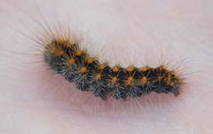 Acronicta auricoma