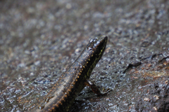 Sphenomorphus incognitus