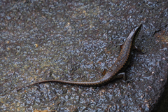 Sphenomorphus incognitus