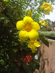 Allamanda cathartica