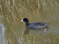Fulica atra australis