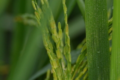 Oryza sativa