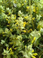 Rhinanthus alectorolophus