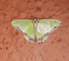 Agathia laetata