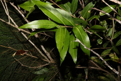 Notelaea longifolia