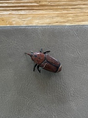 Rhynchophorus ferrugineus