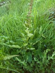 Blitum bonus-henricus