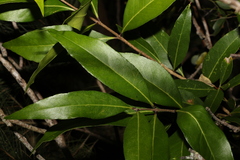 Notelaea longifolia