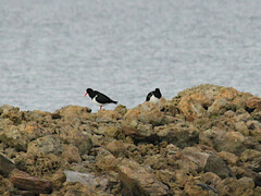 Haematopus longirostris