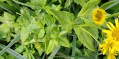 Pulicaria dysenterica