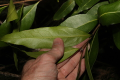 Notelaea longifolia