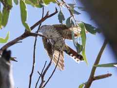 Chrysococcyx basalis